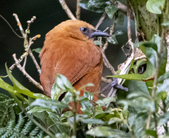 Cinnycerthia unirufa