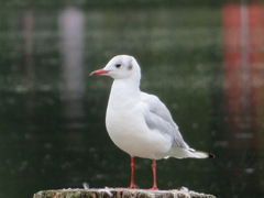 Chroicocephalus ridibundus