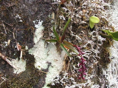 Epidendrum coriophorum