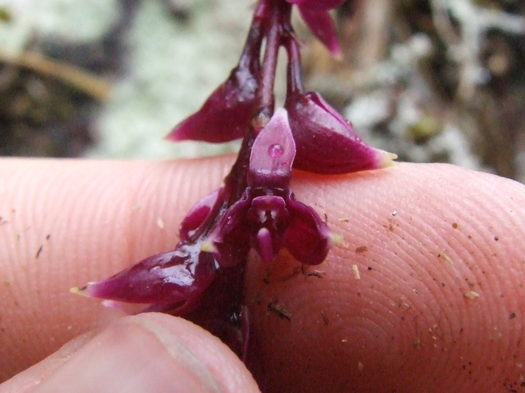 Epidendrum coryophorum (Kunth) Rchb.f. 4