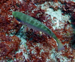 Heteropriacanthus cruentatus