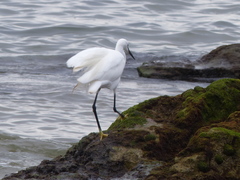 Egretta garzetta