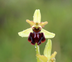Ophrys sphegodes