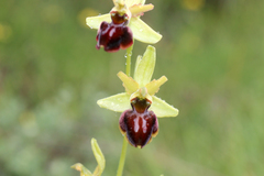 Ophrys sphegodes