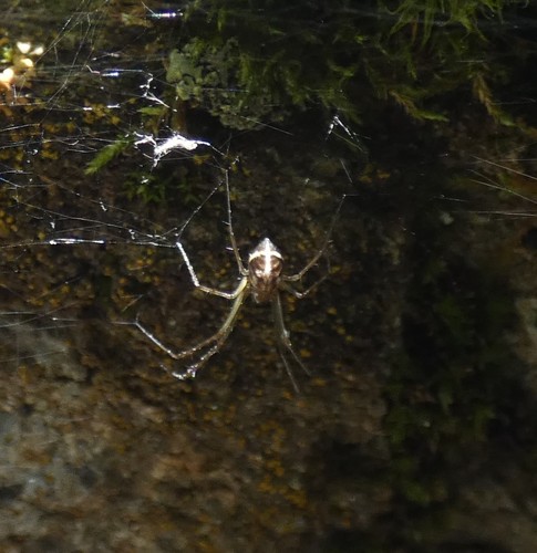 Turinyphia clairi
