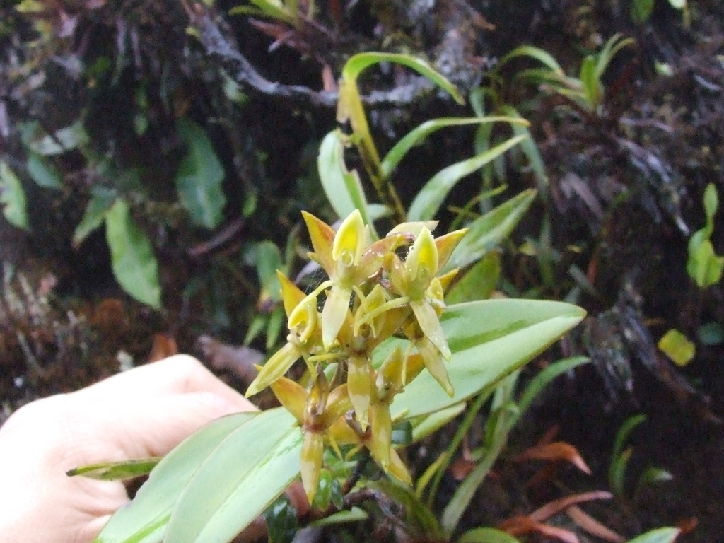 Epidendrum oxycalyx