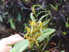 Epidendrum oxycalyx