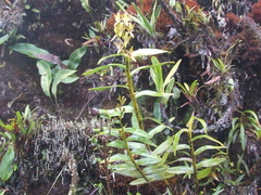 Epidendrum oxycalyx