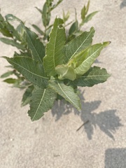 Salix cordata