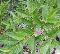 Rhamnus fallax