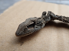 Tarentola mauritanica