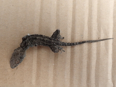 Tarentola mauritanica