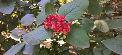 Viburnum lantana