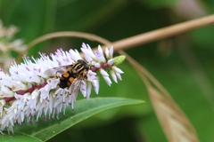 Helophilus antipodus