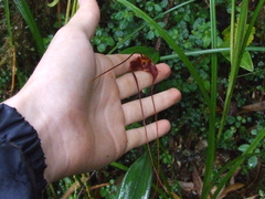 Masdevallia macropus