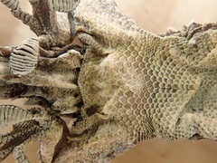 Tarentola mauritanica