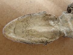 Tarentola mauritanica