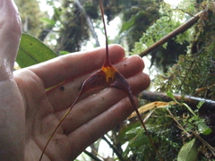 Masdevallia macropus