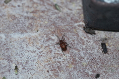 Neolema quadriguttata