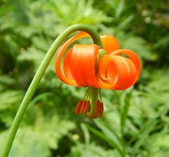 Lilium carniolicum