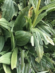 Gentiana