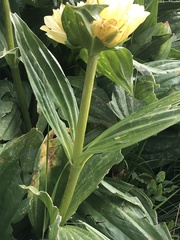 Gentiana