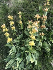 Gentiana