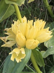 Gentiana