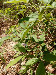 Vitex mollis