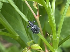 Lachnopus floridanus