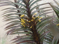 Maxillaria cordyline