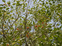 Erythrina subumbrans