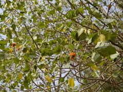 Erythrina subumbrans