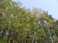 Erythrina subumbrans