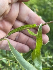 Scoliopteryx libatrix