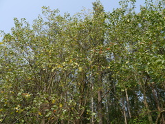 Erythrina subumbrans