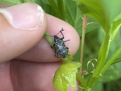 Lachnopus floridanus