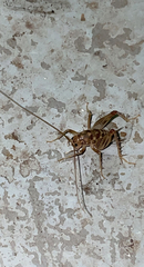 Gryllomorpha