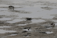 Macrophthalmus japonicus