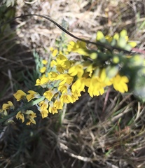 Lebeckia gracilis