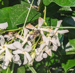 Lasioglossum sisymbrii