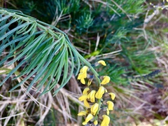 Lebeckia gracilis