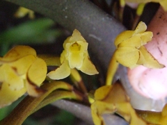 Maxillaria cordyline