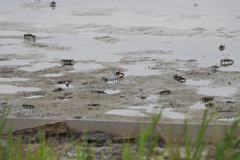 Macrophthalmus japonicus