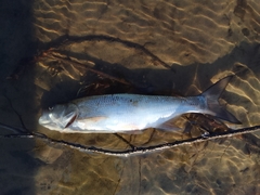 Leuciscus aspius