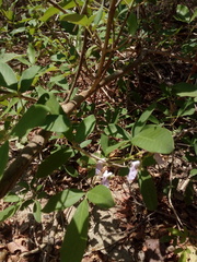 Vitex mollis