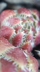 Sempervivum globiferum
