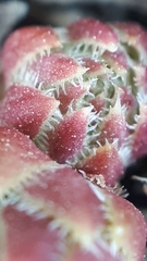 Sempervivum globiferum