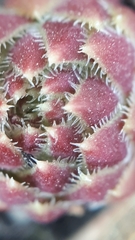 Sempervivum globiferum