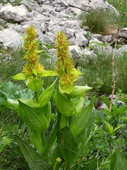Gentiana lutea vardjanii